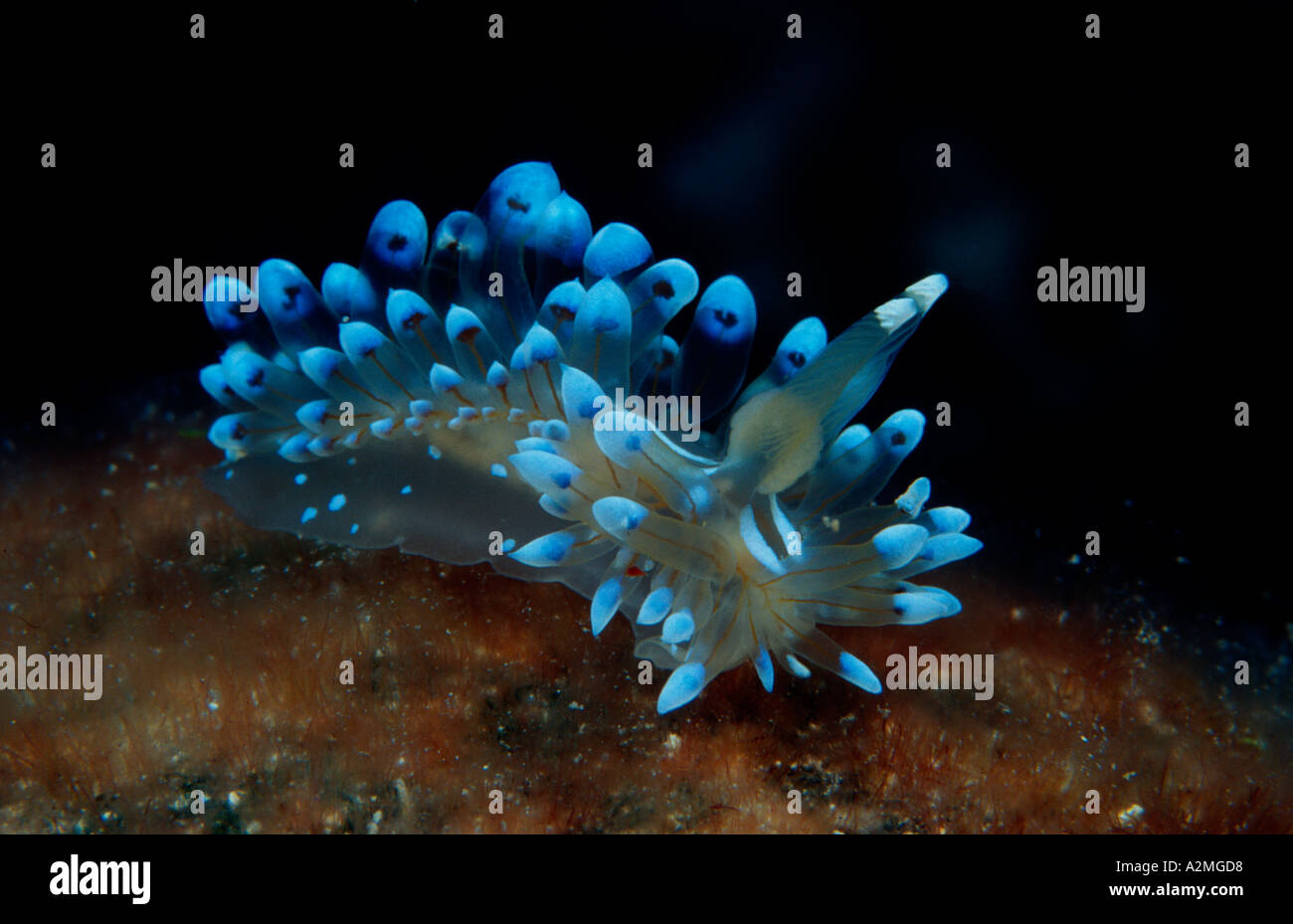 blue nudibranch sea slug, Janolus cristatus Stock Photo