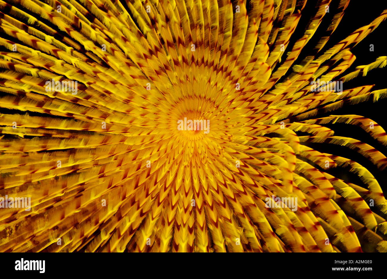 Fan worm, Spirographis spallanzani Stock Photo Alamy