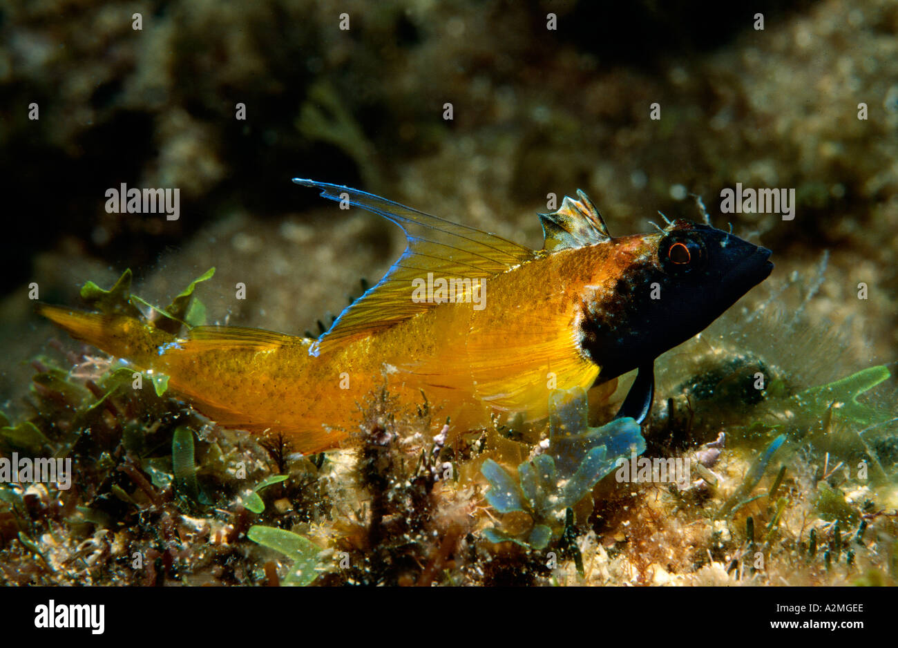 Yellow triplefin, Tripterygion delaisi Stock Photo Alamy