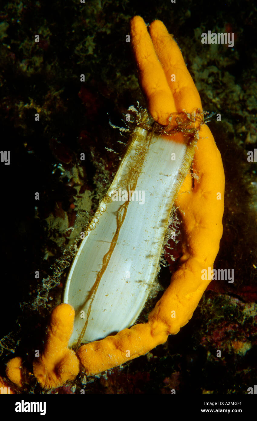 egg of catshark on sponge, Scyliorhinus sp., Croatia Adriatic Sea Mediterranean Stock Photo