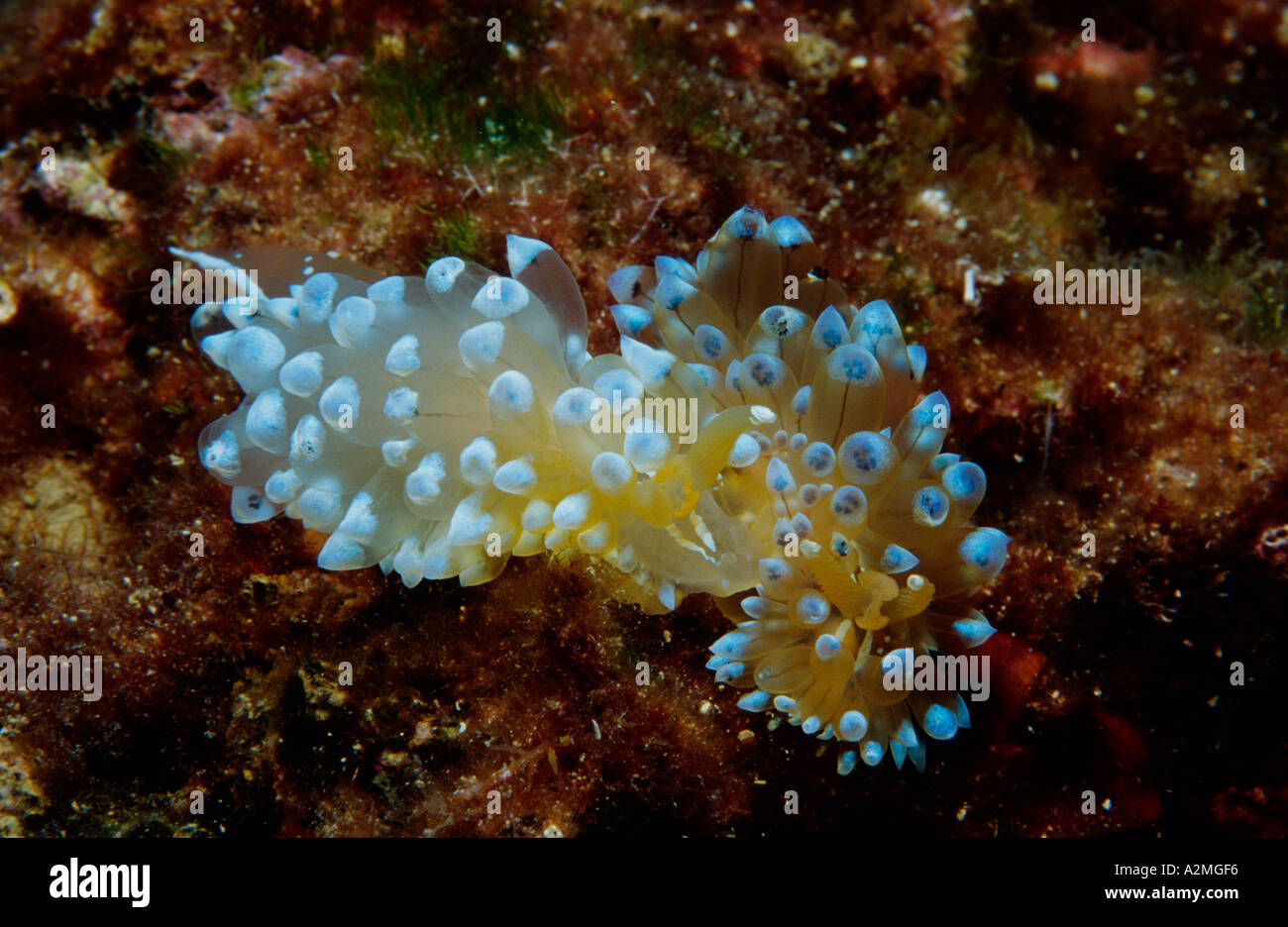 blue nudibranchs sea slugs, Janolus cristatus Stock Photo