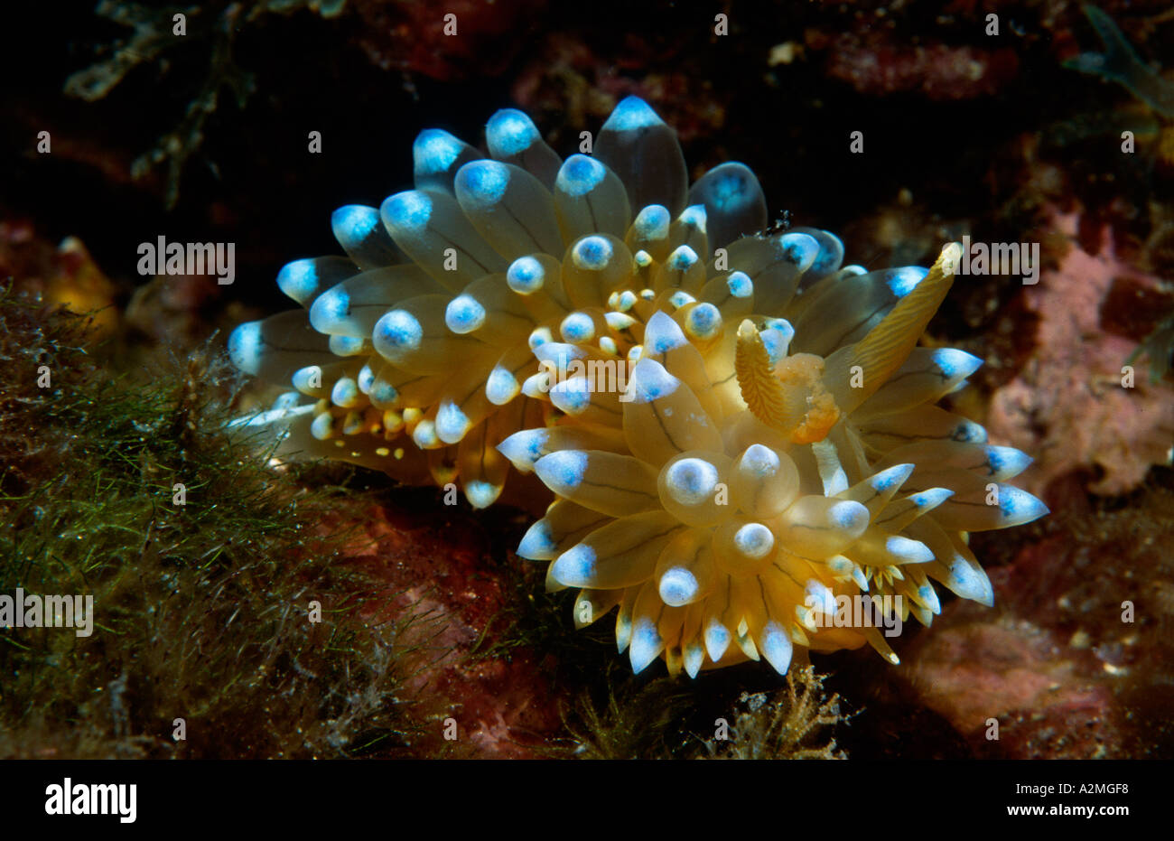 blue nudibranchs sea slug, Janolus cristatus Stock Photo