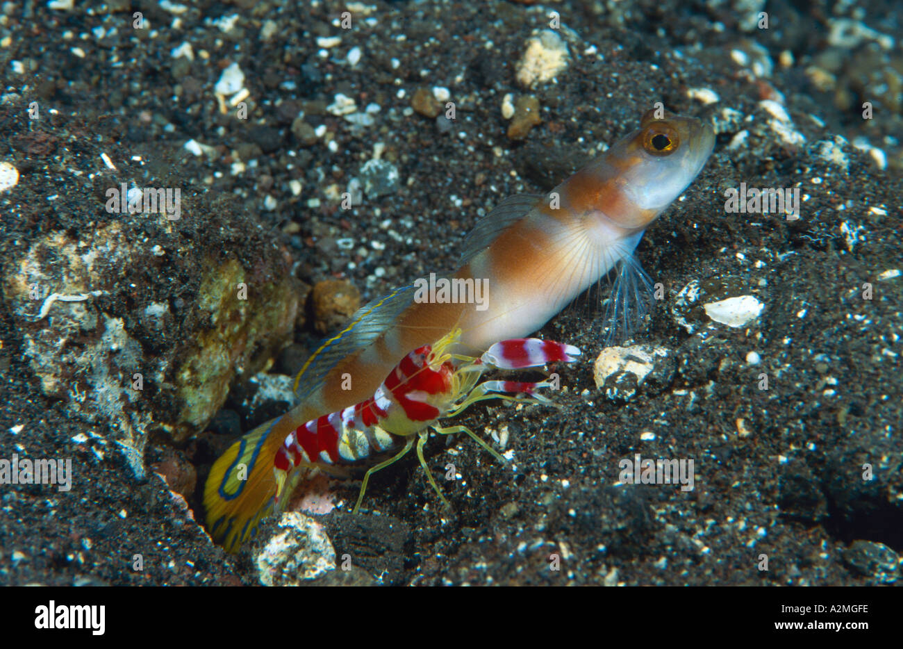 Broad banded prawn goby with Randall s Pistol Shrimp, Alpheus randalli Stock Photo