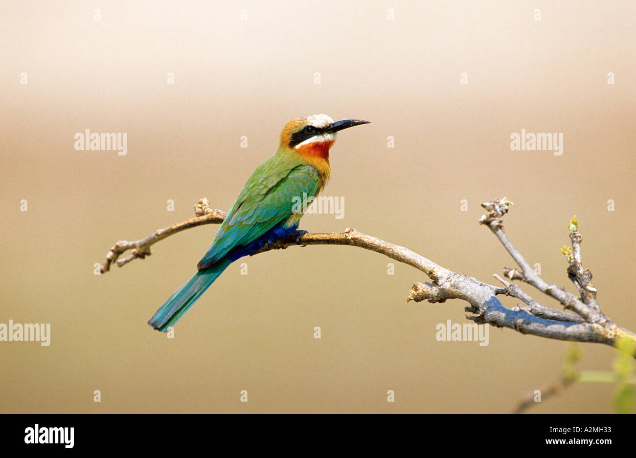 WHITE FRONTED BEE EATER Merops bullockoides Stock Photo