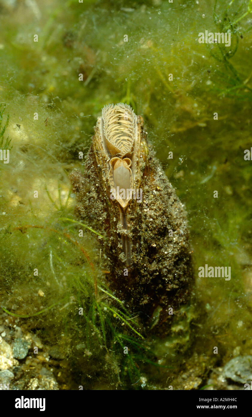 Swan Mussel, Anodonta cygnea Stock Photo