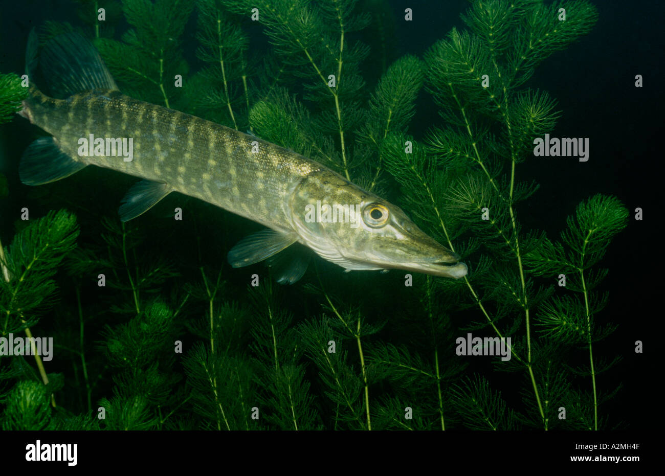 northern-pike-esox-lucius-stock-photo-alamy