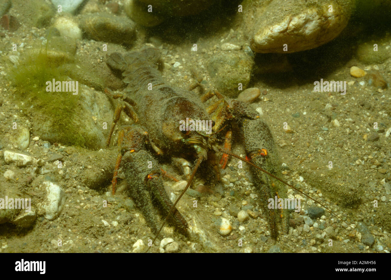 European crayfish Noble crayfish Broad fingered crayfish Astacus astacus Stock Photo
