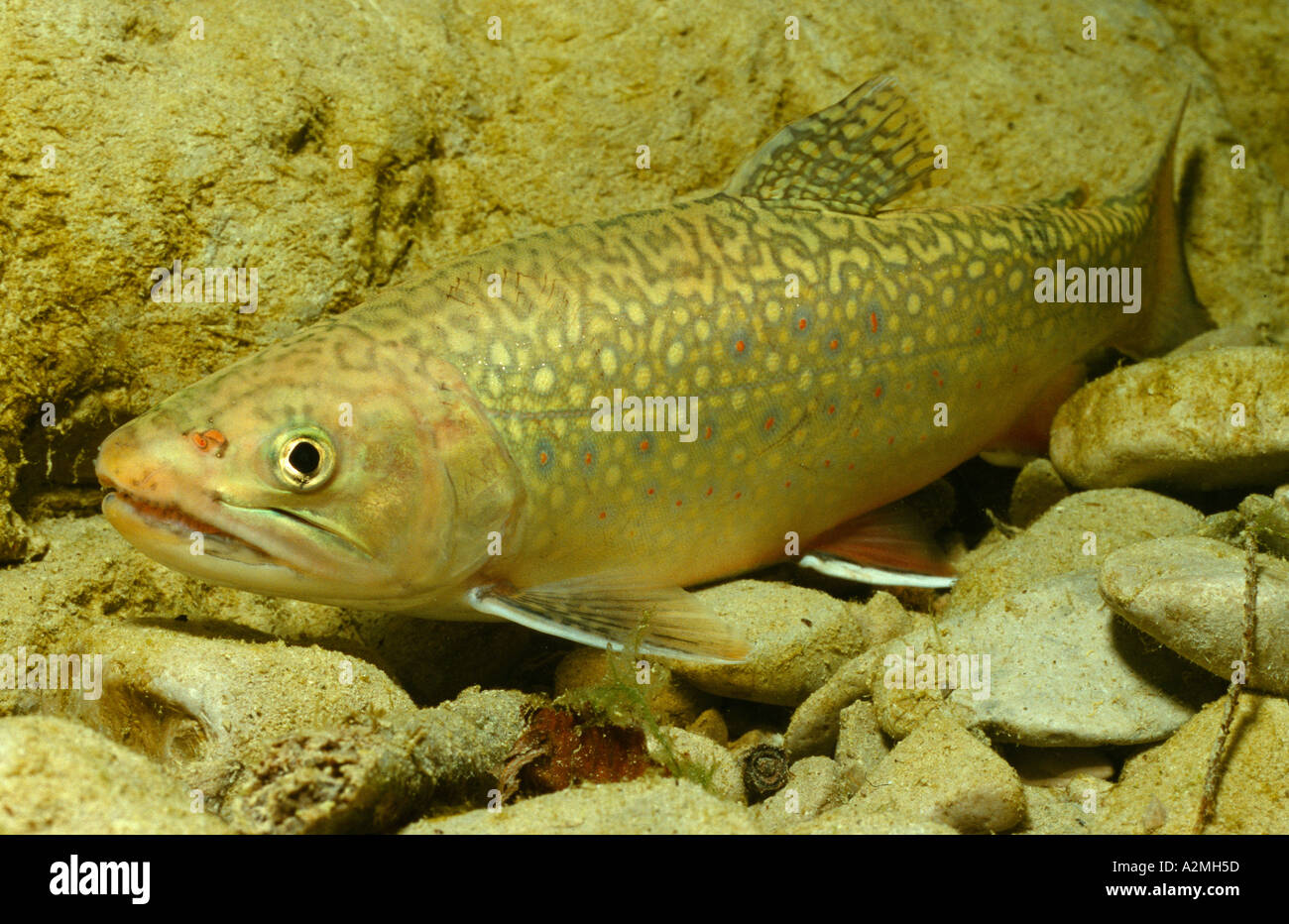 Brook trout Salvelinus fontinalis Stock Photo Alamy