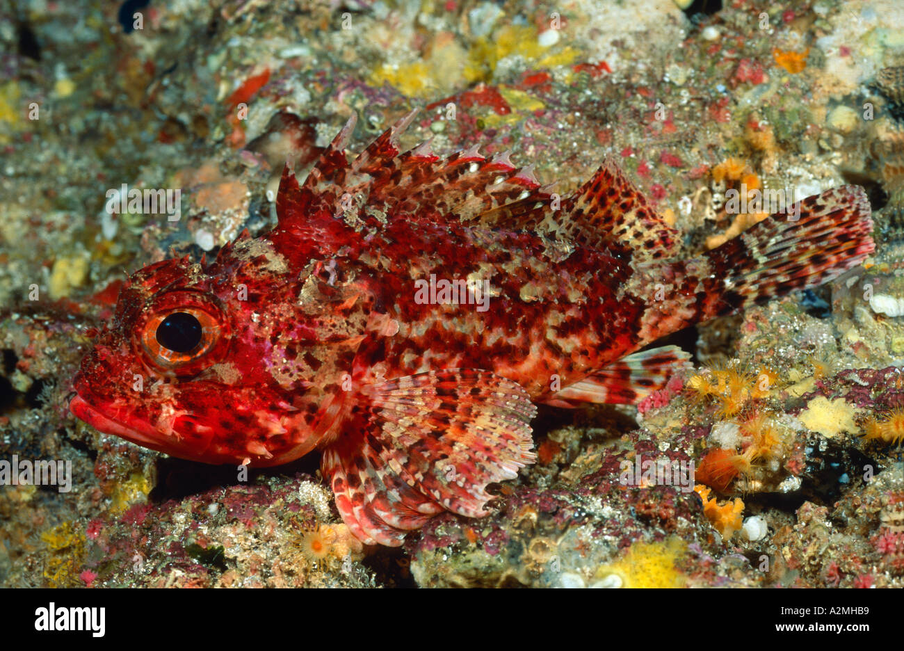 Small rockfish, Scorpaena notata Stock Photo