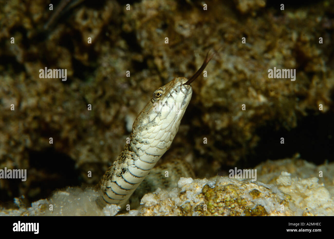 Dice Snake underwater,  natrix tessellata Stock Photo
