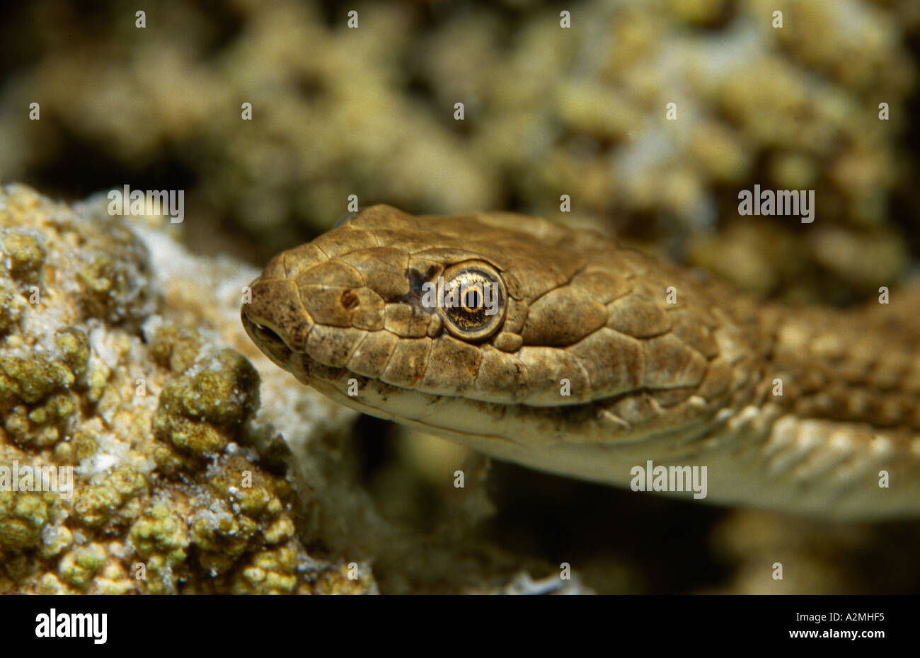 Dice Snake, natrix tessellata underwater Stock Photo