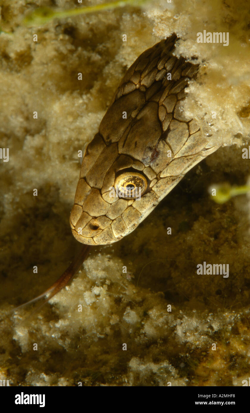 Dice Snake underwater natrix tessellata Stock Photo