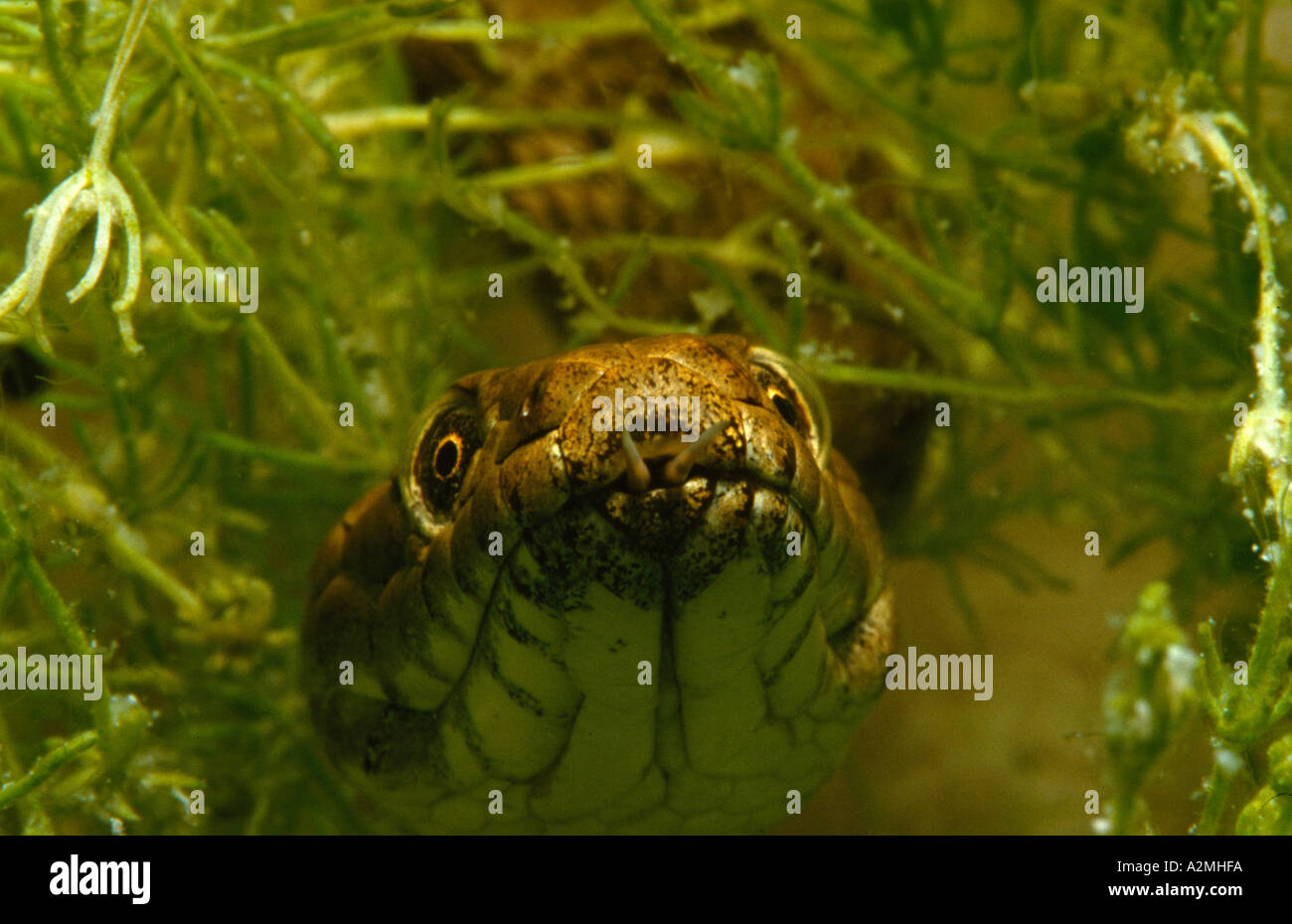 Dice Snake underwater, natrix tessellata Stock Photo