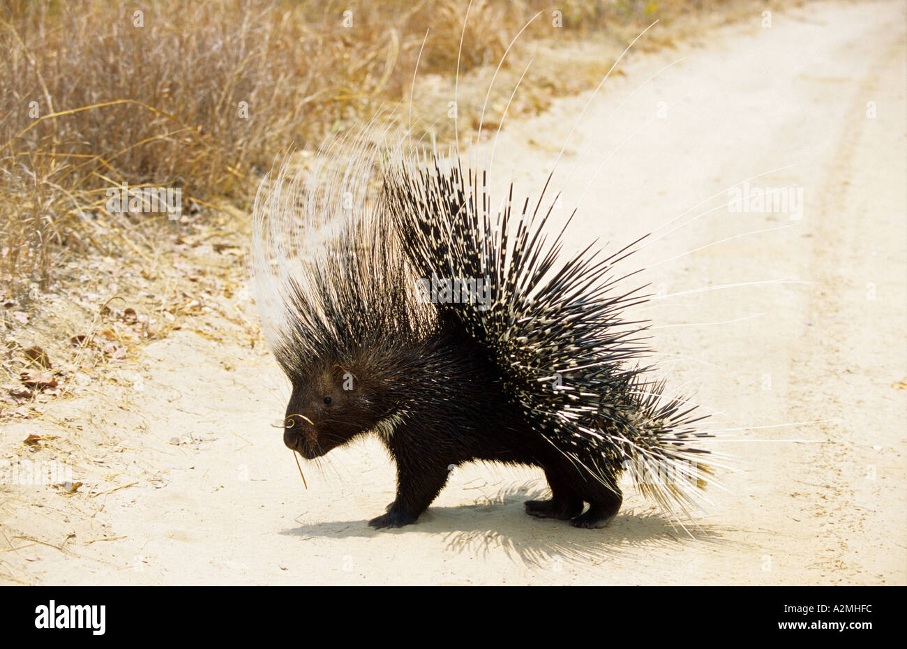 Crested Porcupine (HYSTRIX CRESTATA) Stock Photo