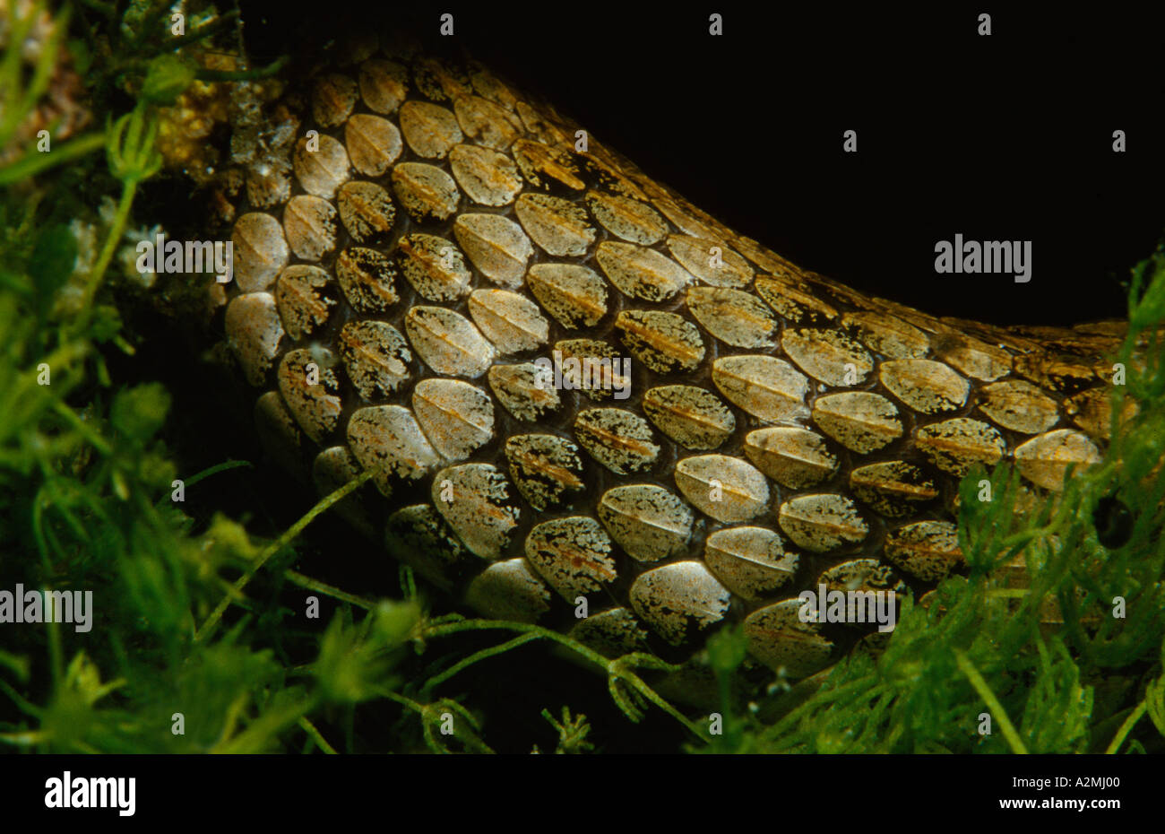 Dice Snake natrix tessellata underwater Stock Photo - Alamy