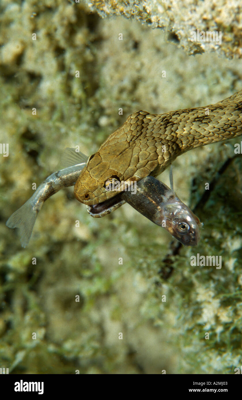 Dice Snake, natrix tessellata eating fish underwater Stock Photo