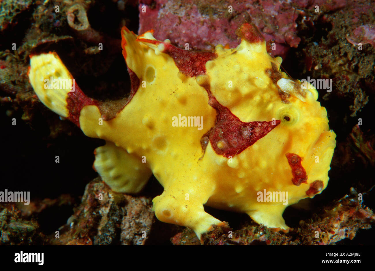 Clown anglerfish, frogfish,  Antennarius maculatus, Lembeh Strait, Sulawesi, Indonesia, Indian Ocean Stock Photo