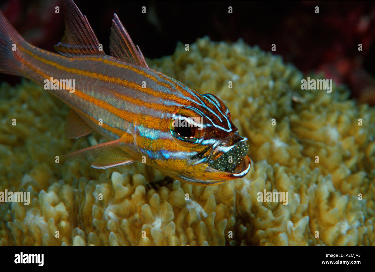 Yellowstriped cardinalfish male with eggs in the mouth,  Apogon cyanosoma Stock Photo