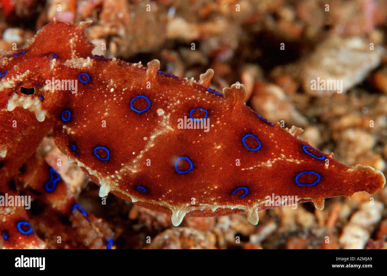Blue-Ringed Octopus (Hapalochlaena sp.) - SLS Beachsafe