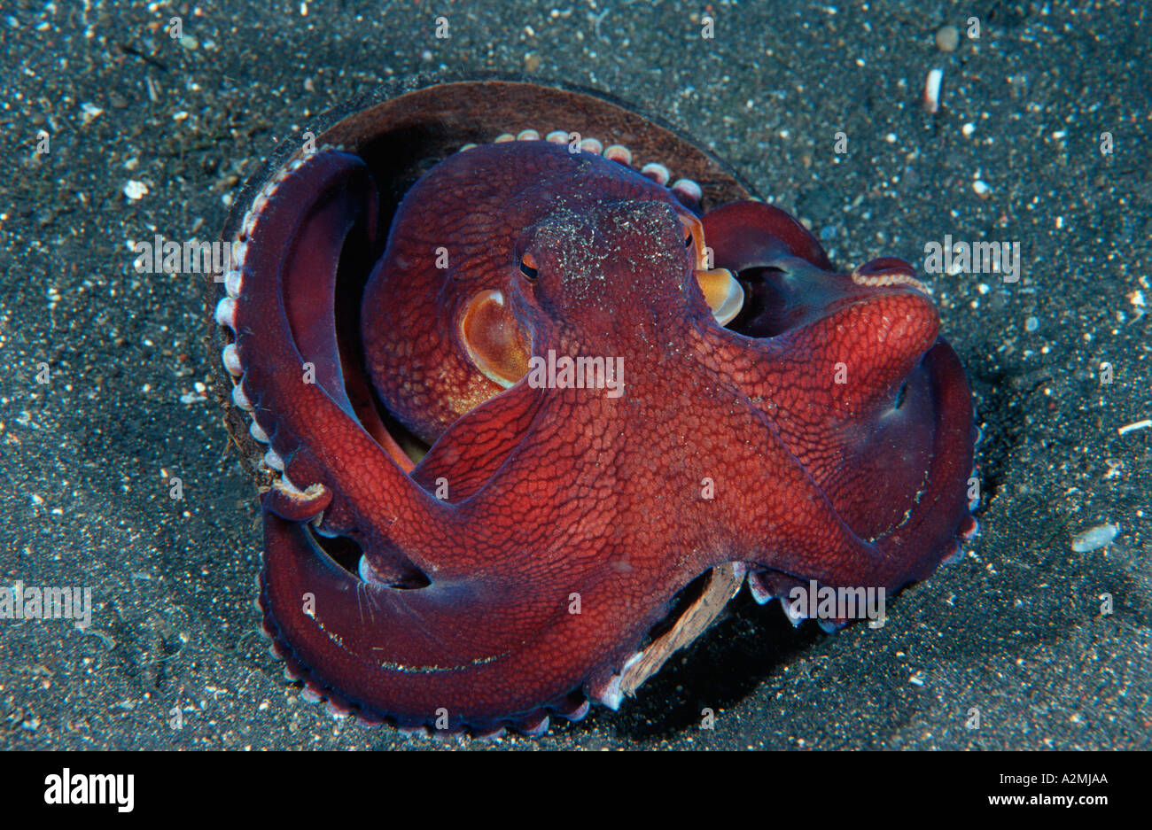 Veined octopus, Octopus marginatus, Indonesia Stock Photo - Alamy