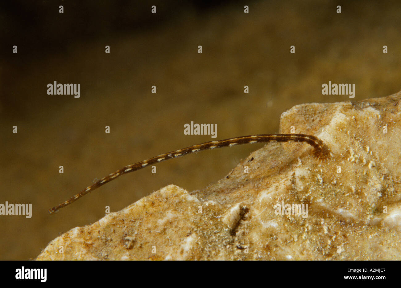 fish leech, Piscicola geometra Hirudinea Annelida Stock Photo