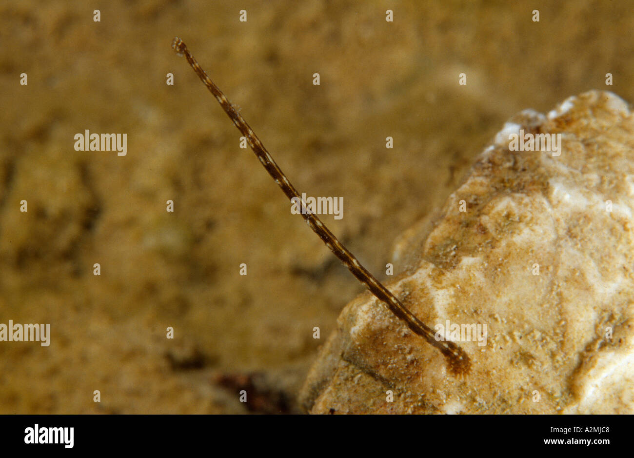fish leech in wait of prey ,Piscicola geometra Hirudinea Annelida Stock Photo