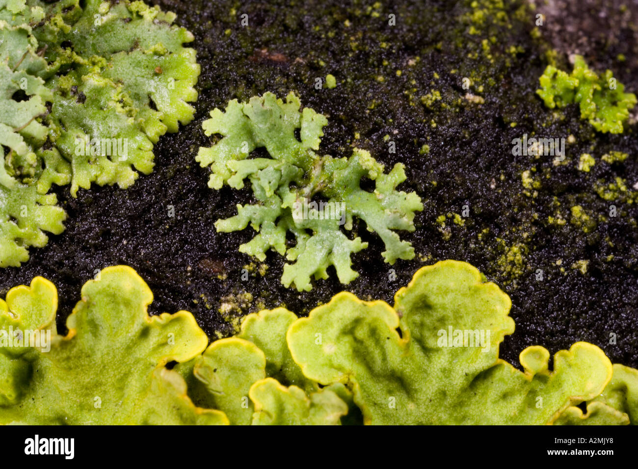 Evernia prunastri lichen growing on gravestone Eyeworth bedfordshire Stock Photo