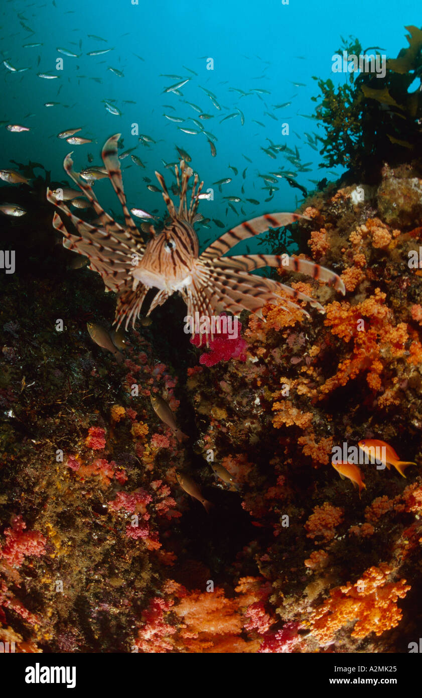 Pterois lunulata, luna lionfish on colorful reef  Ecklonia cava Stock Photo