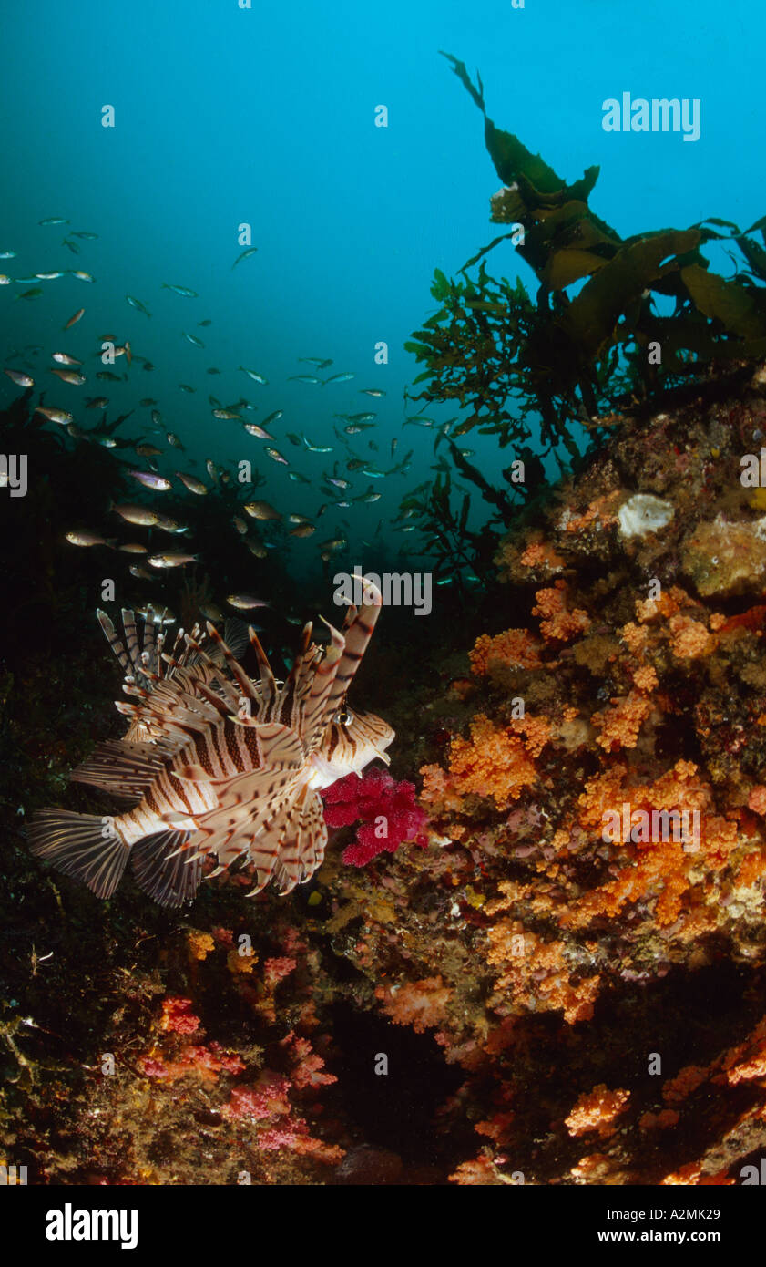 Pterois lunulata, japanese lionfish, luna lion fish and  Ecklonia cava Stock Photo