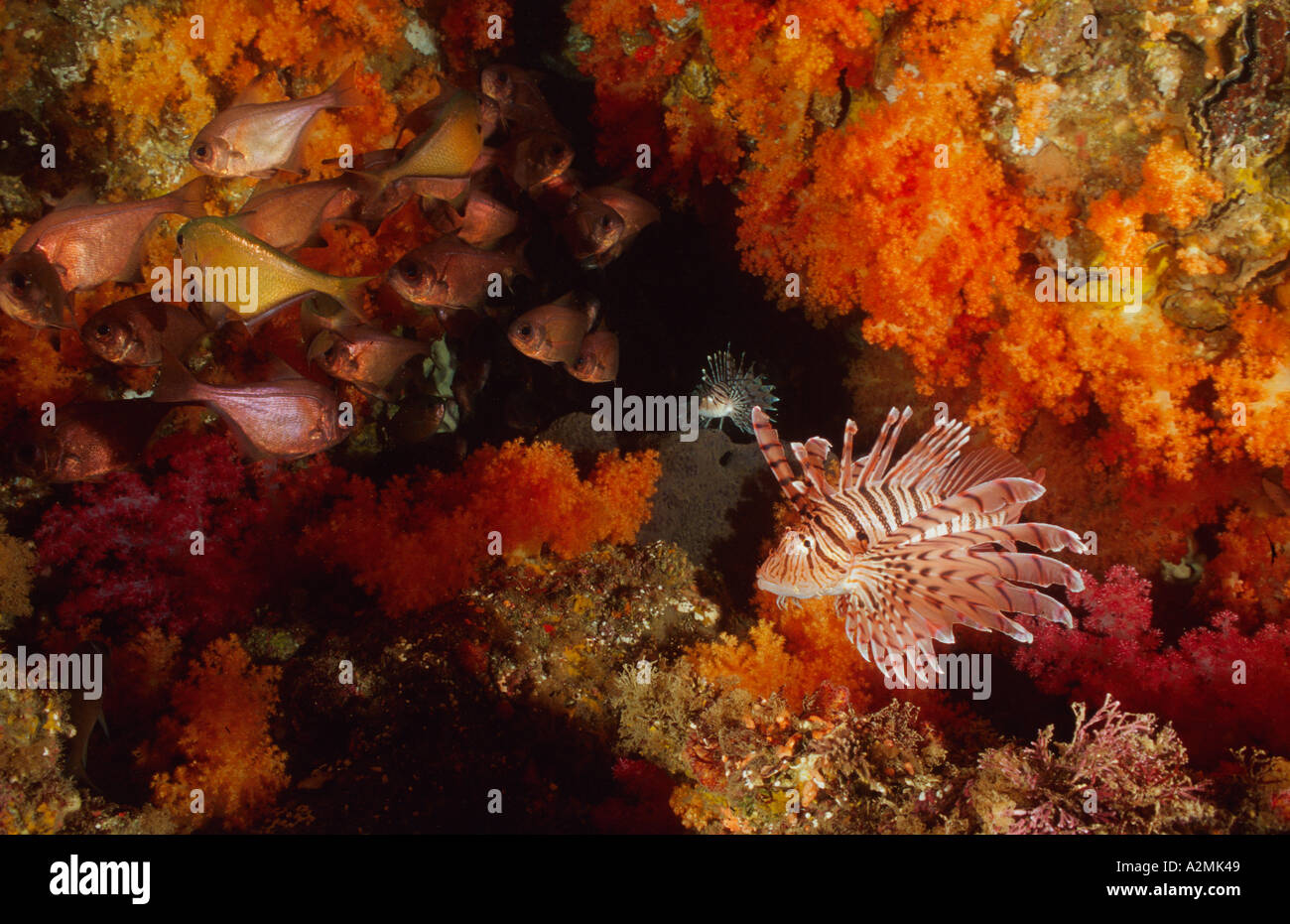 Sweeper and Pterois lunulata, luna lionfish with soft corals Stock Photo