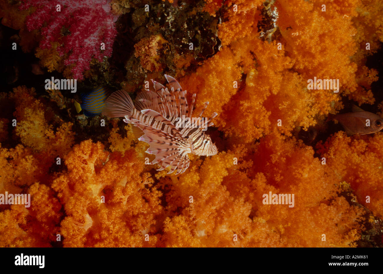 Pterois lunulata, luna lionfish with orange soft corals Stock Photo
