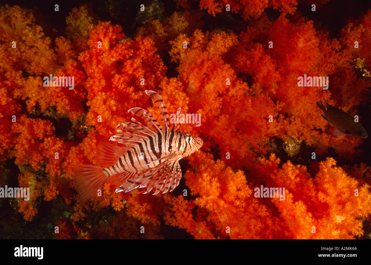 Pterois lunulata, Luna lionfish with orange soft corals Stock Photo