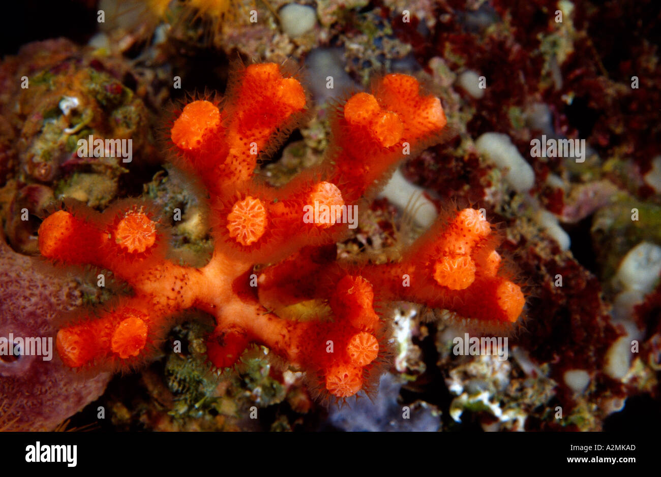 false coral, Myriapora truncata Stock Photo