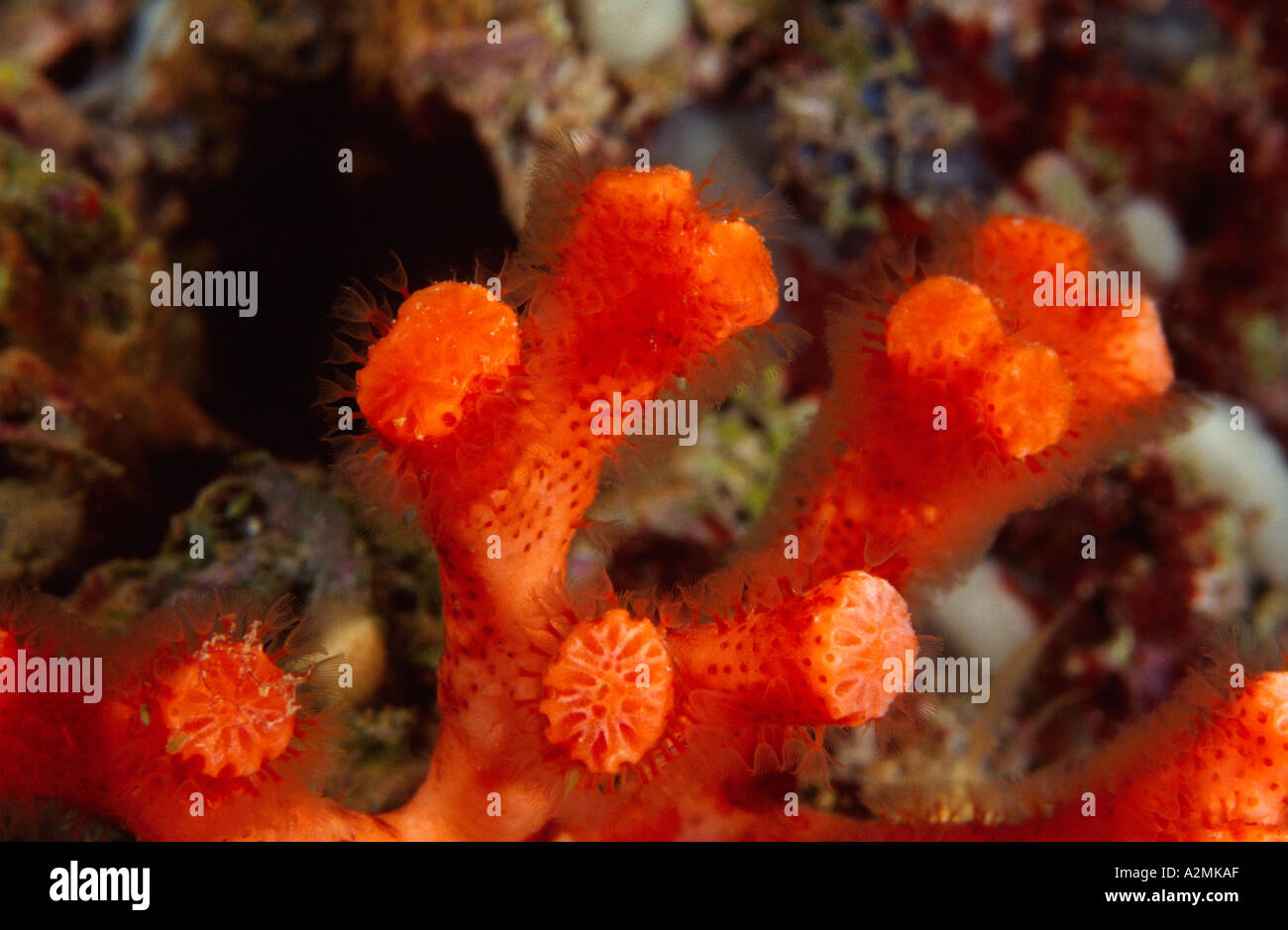 false coral, Myriapora truncata Stock Photo