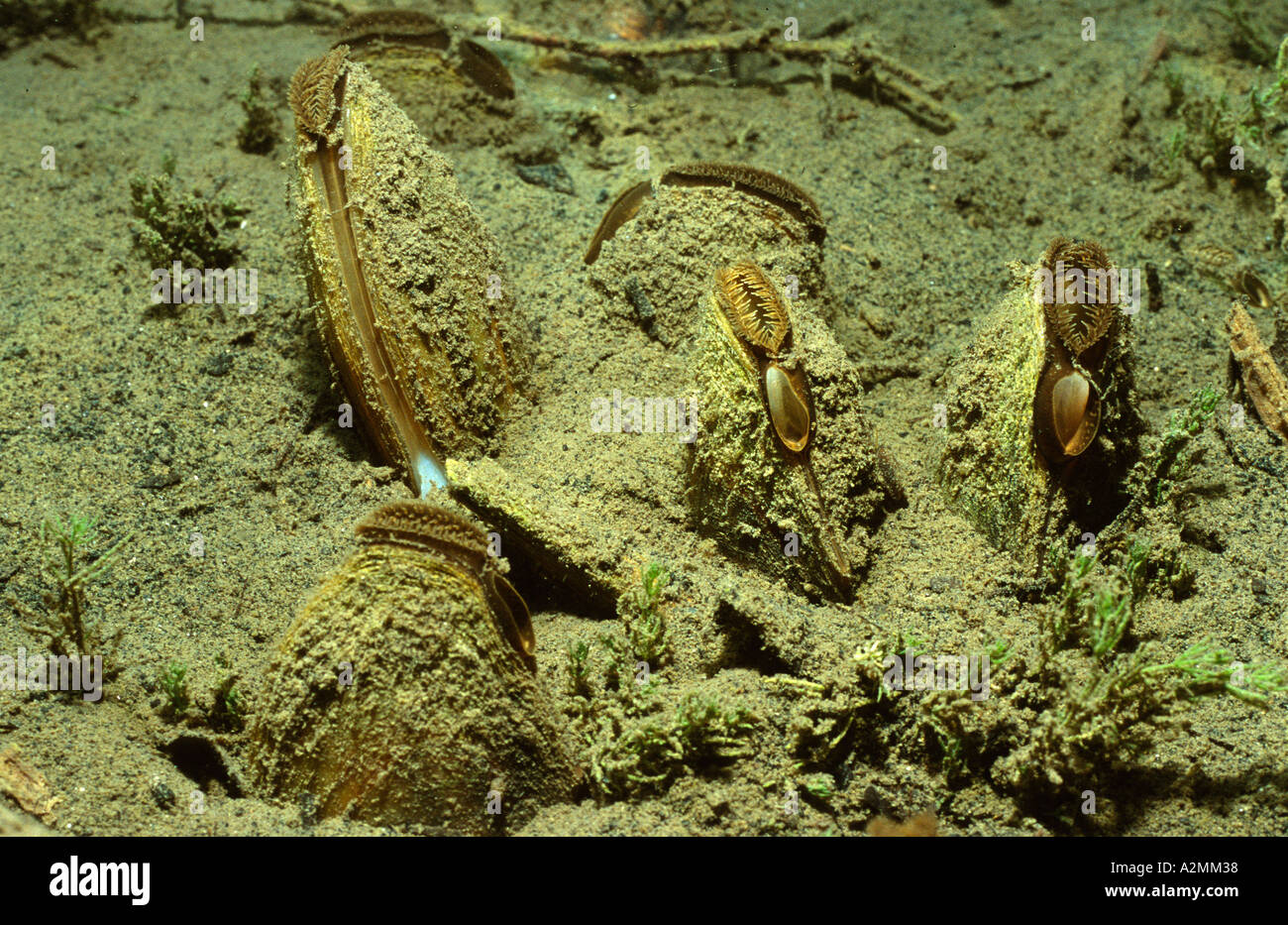 Swan-Mussel Anodonta cygnea Stock Photo