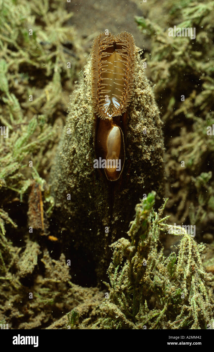 Swan-Mussel, Anodonta cygnea Stock Photo