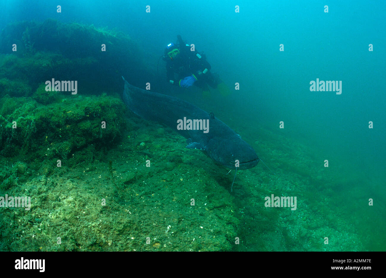 Wels catfish male guarding his nest scuba diver, Silurus glanis Stock