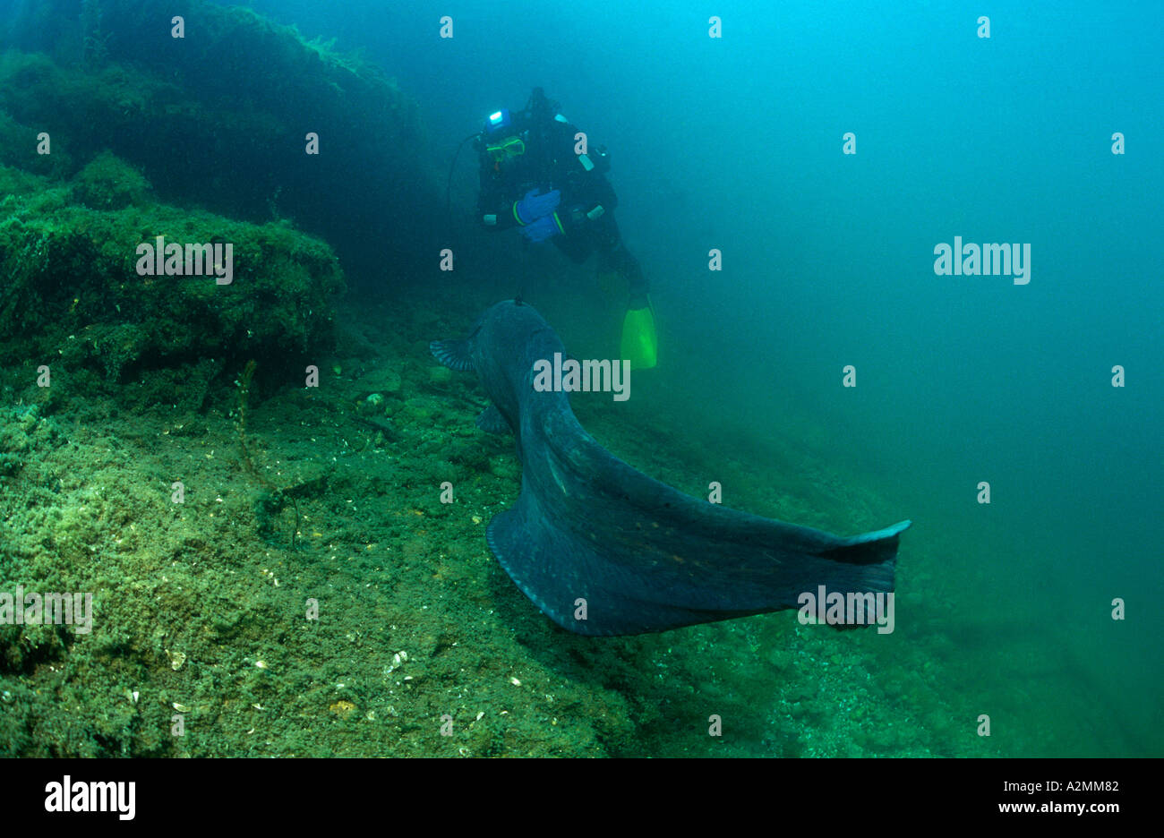 Wels catfish male guarding his nest scuba diver, Silurus glanis Stock