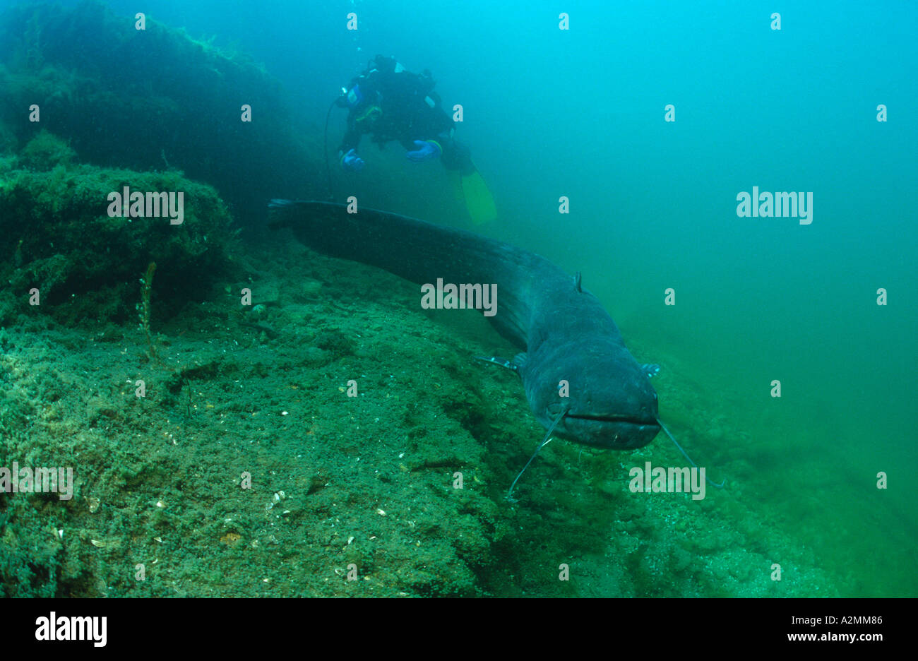 Wels catfish male guarding his nest scuba diver, Silurus glanis Stock