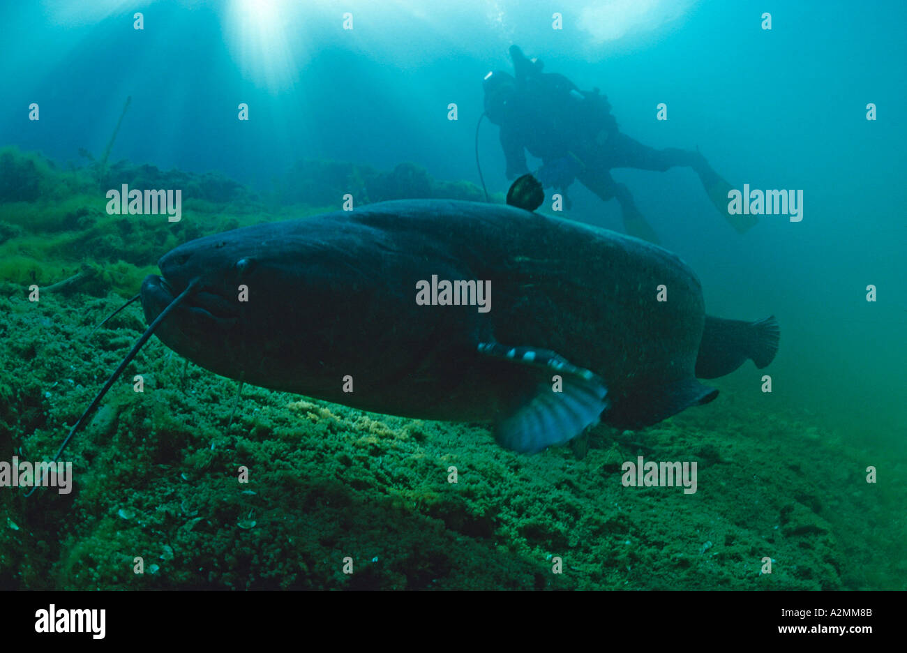 Wels catfish male guarding his nest scuba diver, Silurus glanis Stock