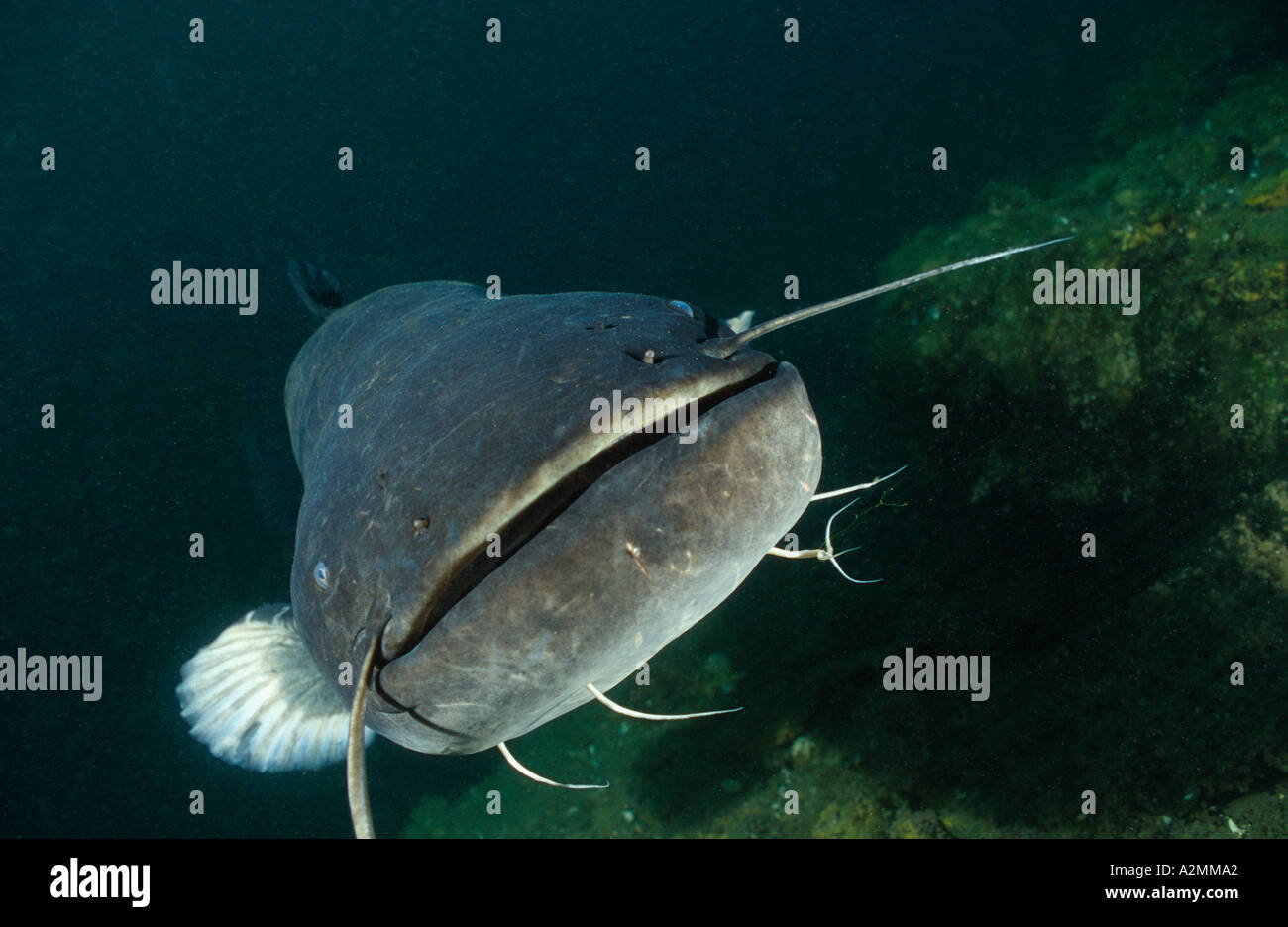 Wels catfish male guarding his nest, Silurus glanis Stock Photo Alamy
