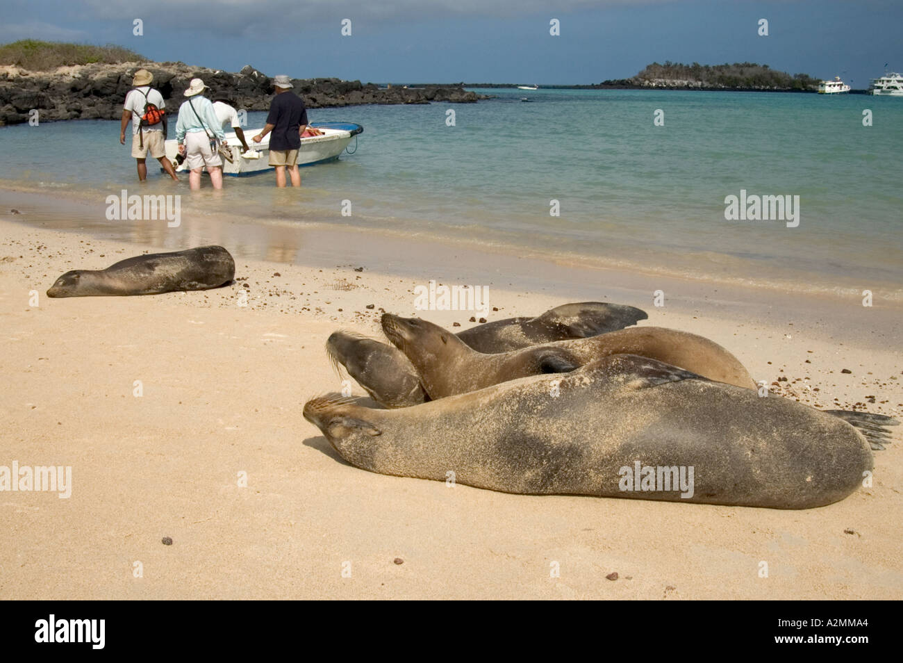 Sea lions lying on the sand as group of tourists getting into a boat Galapagos islands Ecuador Stock Photo