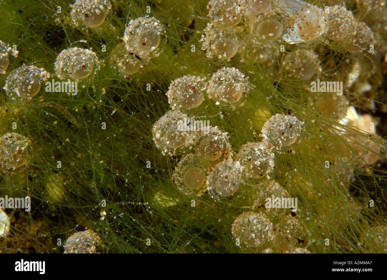 Wels catfish eggs Silurus glanis Stock Photo Alamy