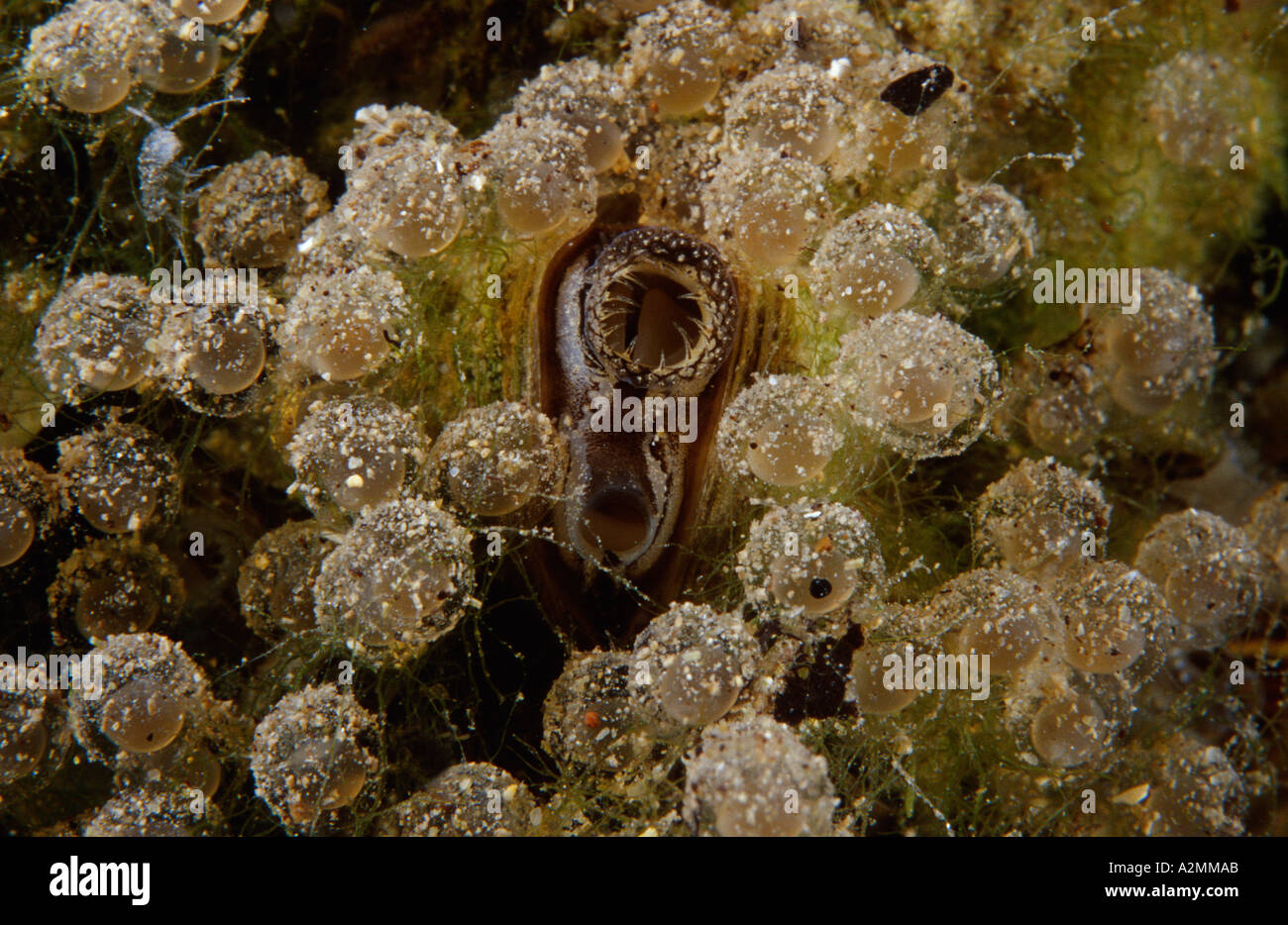 Wels catfish eggs Silurus glanis Stock Photo Alamy