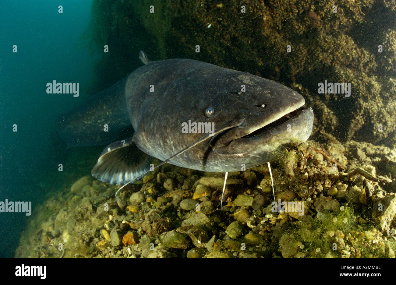 Wels catfish male guarding his nest, Silurus glanis Stock Photo Alamy