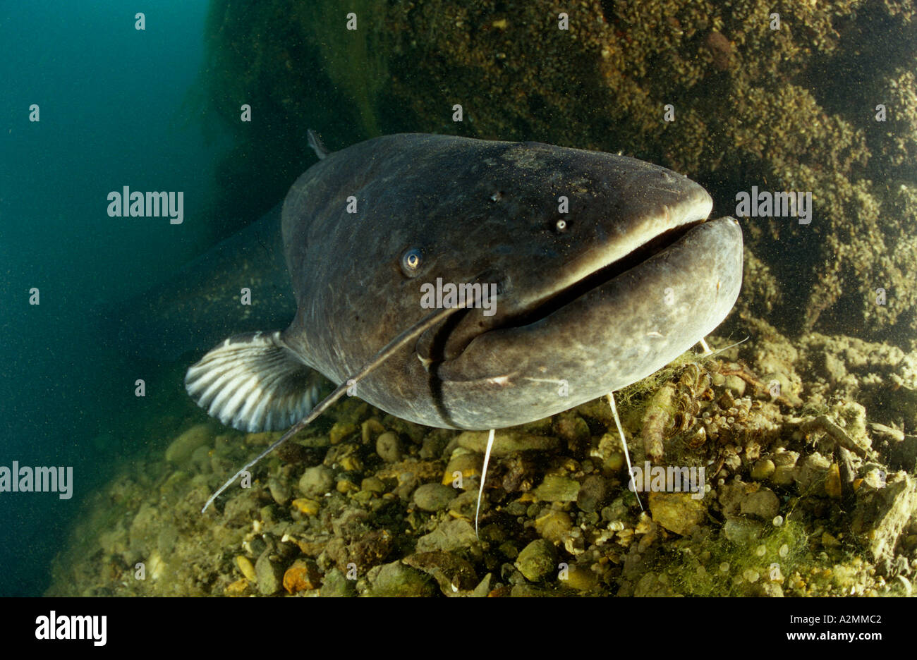 Wels catfish male guarding his nest, Silurus glanis Stock Photo Alamy