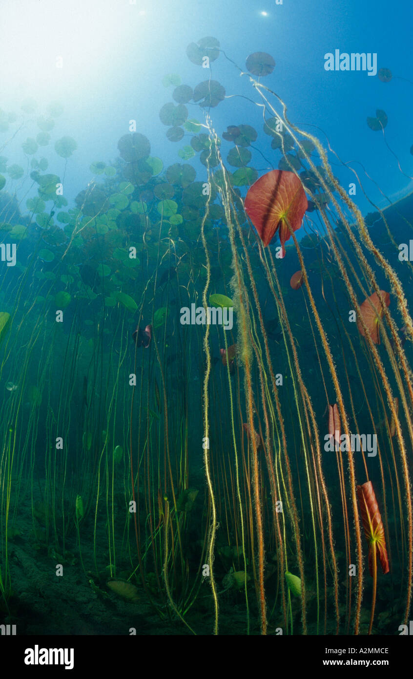 white water lily underwater, Nymphaea alba Stock Photo Alamy