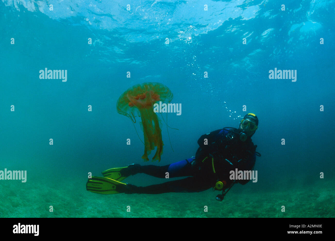 scuba diver with Purple jellyfish Luminescent jellyfish, Pelagia