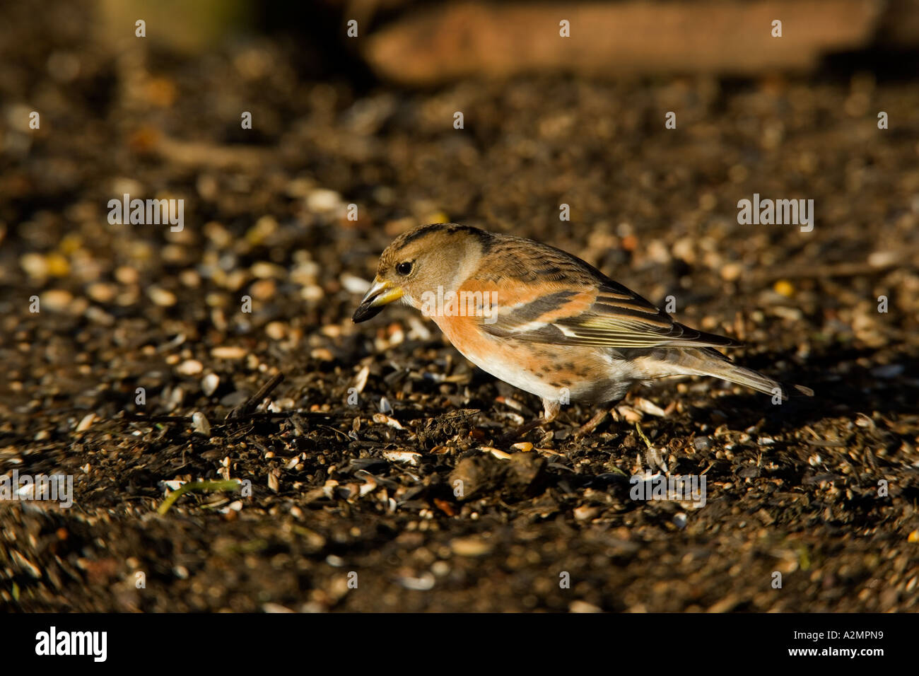 Brambling Fringilla montifringilla feeding on ground under bird table summer leys northamptonshire Stock Photo