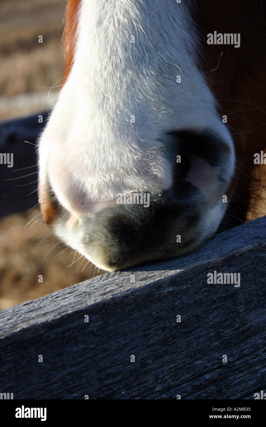 A horse nibbling a fence Stock Photo Alamy